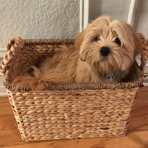 Meet your Posher, Colin